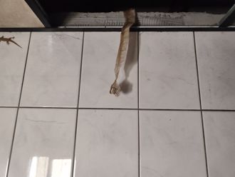 掀开天花板 男扯出「一袋蛇皮」吓翻！网曝驱蛇好方法