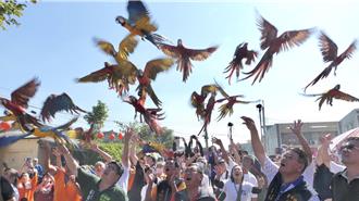 配天宫12年一科巡安遶境 金刚鹦鹉演绎「百鸟朝凤」