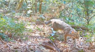 苗縣推動友善石虎生態計畫！3年成功救援20多隻石虎