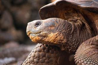 世界最老「龜瑞」191歲性慾旺 獸醫：可活300歲