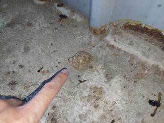 新北男「家中遭蜂群圍攻」無呼吸心跳    3樓滿地虎頭蜂屍