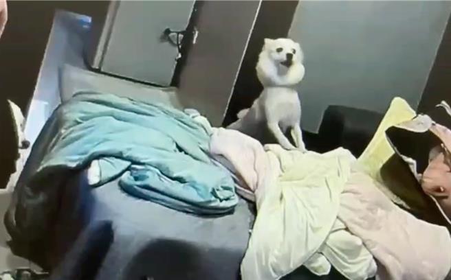 咬傷女警的狐狸犬。（翻攝畫面）