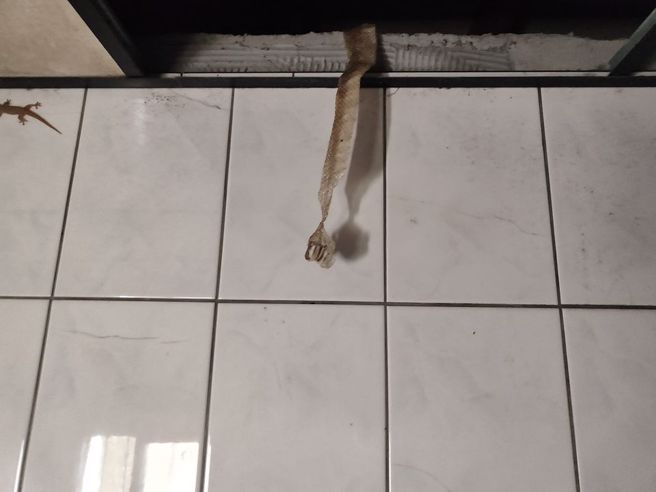 有男子在家中的天花板上，扯下一袋蛇皮，嚇得他上網求助，對此，網友則表示，用鳥網抓蛇最快。（圖／翻攝自臉書爆料公社）