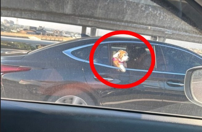 網友在國道上發現轎車後座，有狗狗頭腳伸出車窗外。（翻攝爆料公社）