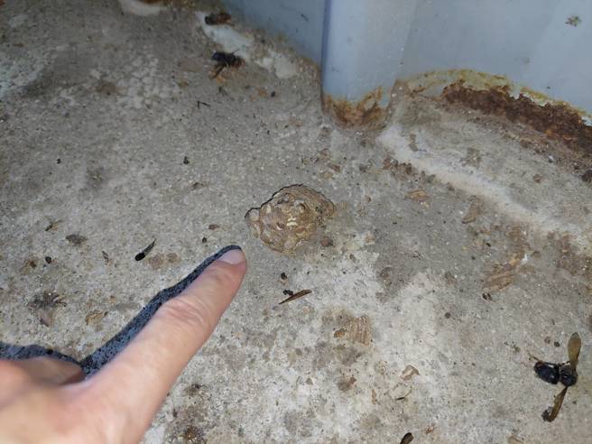 新北男「家中遭虎頭蜂圍攻」無呼吸心跳！3樓滿地虎頭蜂屍。(戴志揚翻攝)