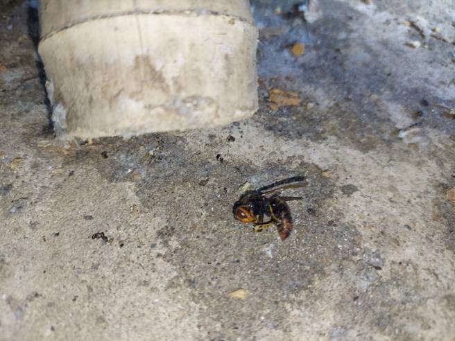 新北男「家中遭虎頭蜂圍攻」無呼吸心跳！3樓滿地虎頭蜂屍。(戴志揚翻攝)
