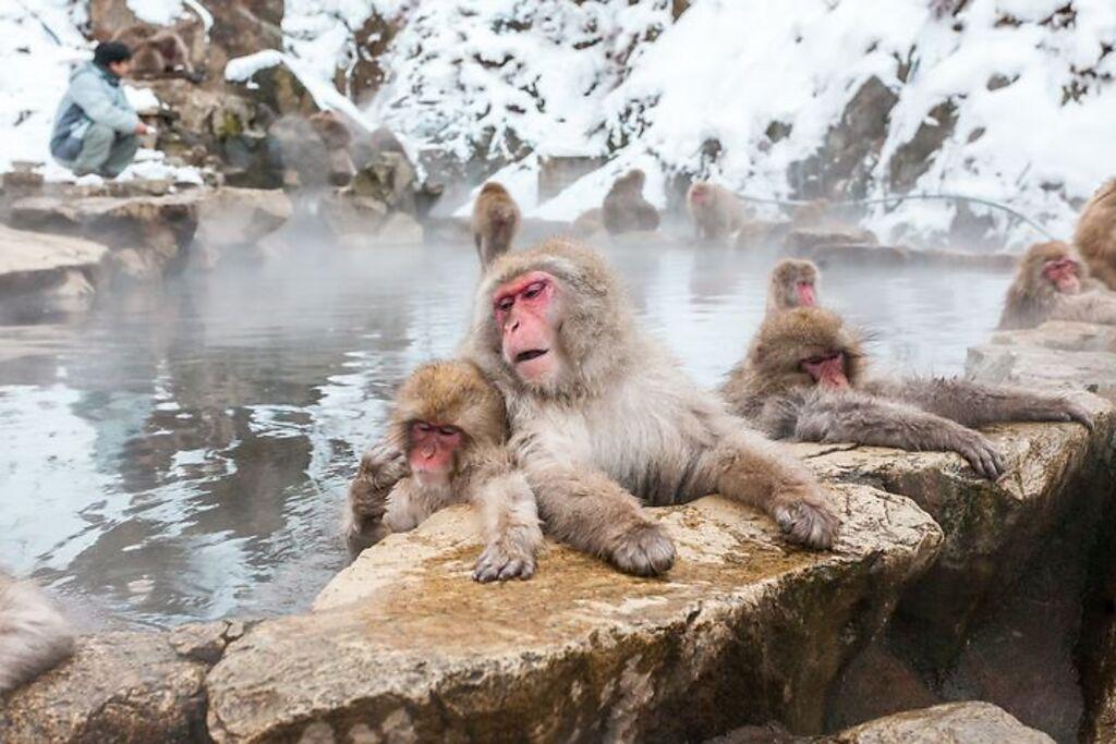 函館冬季限定奇景—猴子泡湯。（圖／喜鴻假期）