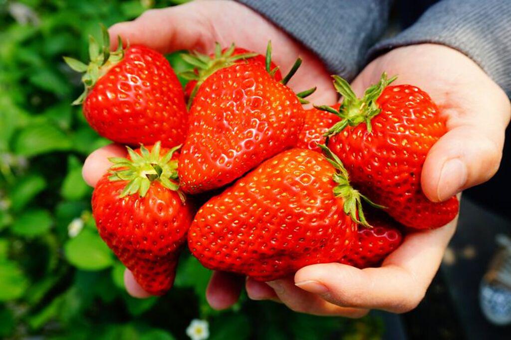那須高原農園採草莓體驗，甜美多汁又可口。（圖／喜鴻假期）