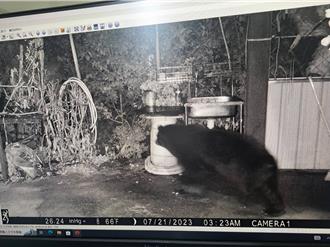 台灣黑熊闖部落把蜂蜜嗑光光  這麼做牠就不敢來了