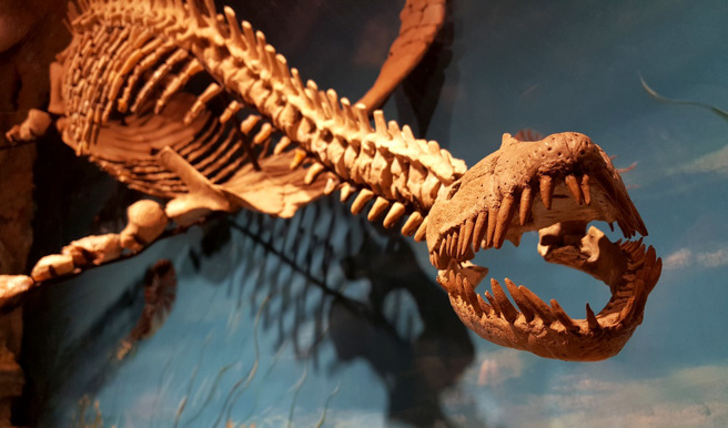 英国学者发现了至今最完整的上龙头盖骨化石。图为澳洲一间博物馆用蛋白石还原的上龙遗骸，非新闻中英国专家发现的上龙头盖骨化石。（资料照／shutterstock）