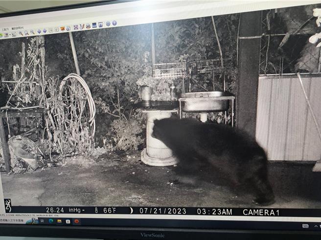 台灣黑熊7月18日闖廬山部落偷吃蜂蜜，林業保育署南投分署請蜂農及居民配合多項防熊措施，7月27日後沒有人再看見黑熊。（林業署南投分署提供／楊靜茹南投傳真）
