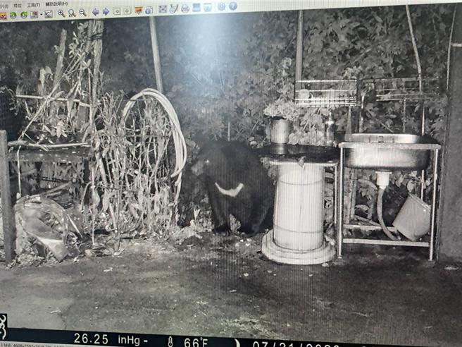 台灣黑熊7月18日闖廬山部落破壞蜂箱吃光蜂蜜，7月21日拍攝到黑熊進出工寮找食物。（林業署南投分署提供／楊靜茹南投傳真）