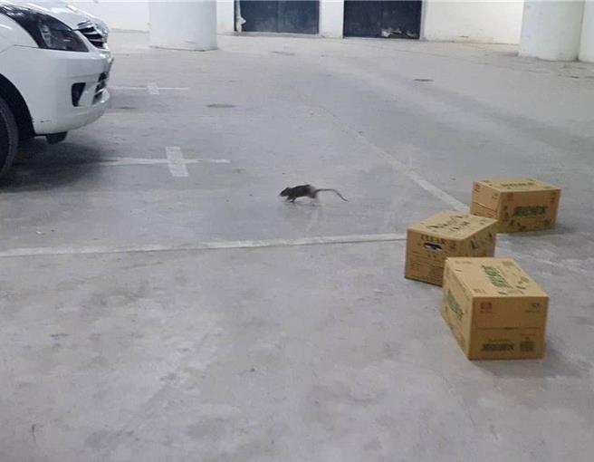 台北大巨蛋地下室轉播區面臨鼠患危機，台北市議員擔憂。老鼠亂竄咬壞轉播設備的線材恐影響轉播，丟臉丟到全世界。（台北市議員許淑華提供／蔡佩珈台北傳真）