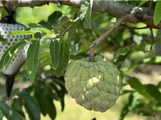 午休回來「釋迦一粒不剩」 台東農民被偷怕：考慮睡田裡