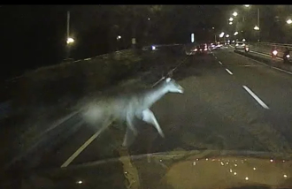 彰化「水鹿」不要命闖馬路 遭車輛撞擊慘死