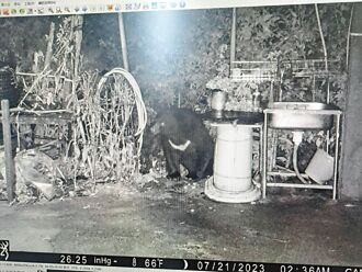 早餐爭奪戰 壽山獼猴抓傷大學生濺血