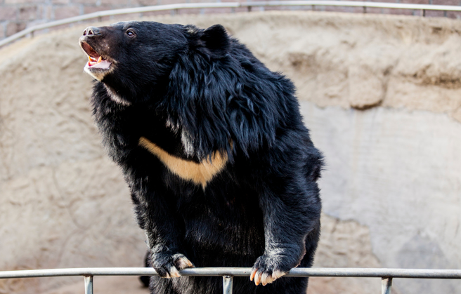 大陆四川七彩海巢狂欢动物城进行动物表演时，黑熊突然失控扑倒驯兽师，现场游客全被吓跑。(示意图/达志影像)