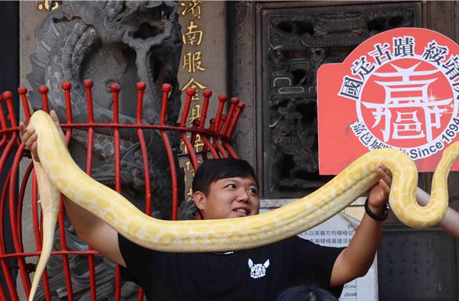 有飼主帶著緬甸蟒至城隍廟參拜、點平安燈。（呂妍庭攝）