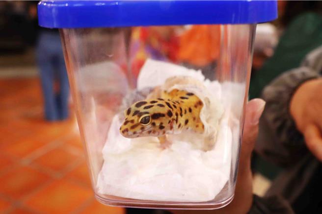 守宮脫度脫到一半，就被帶到城隍廟拜拜，在盒子裡好奇張望。（呂妍庭攝）