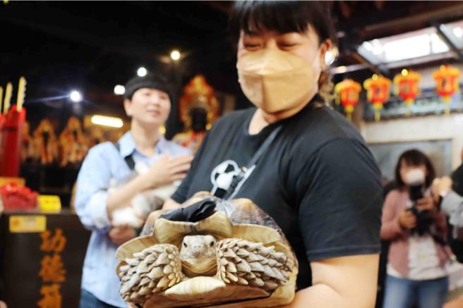 百年老廟變動物園！12日一早嘉義市城隍廟來了眾多不一樣的「香客」，包括蘇卡達陸龜。（呂妍庭攝）