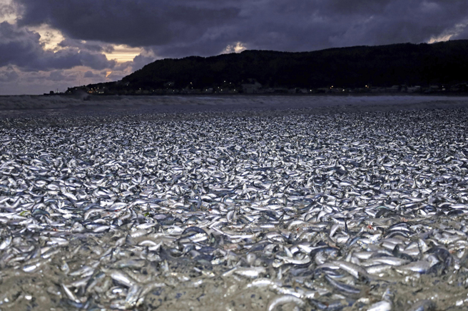 北海道函館市一處海灘12月7日出現大量沙丁魚等魚群被沖上岸的場面，外國網友認為可能是受日本排放「核處理水」影響。（圖/美聯社）
