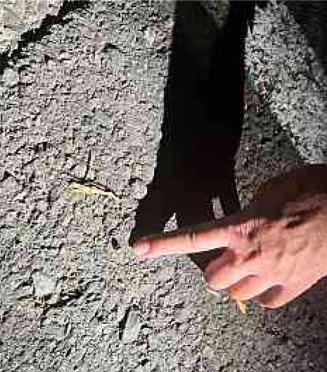 警方于小货车旁发现留有一颗0.5公分钢制BB弹，目前正扩大调阅监视器画面，全力追缉涉案对象中。（警方提供／任义宇高雄传真）