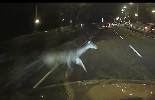 水鹿從安全島突然竄出，遭到撞擊當場死亡。（警方提供）