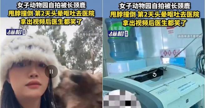 女子惨遭动物园长颈鹿用头撞飞，网友分析是她拿太少食物了。（图／翻摄自微博）