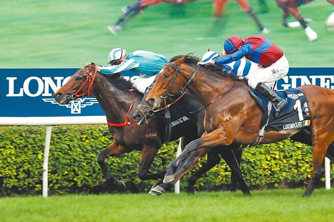 「浪漫勇士」騎師麥道朗奪下浪琴香港盃冠軍的騎乘英姿。（香港賽馬會提供）