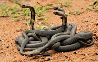 狂男和400條眼鏡蛇共處一室 生活40天結果曝