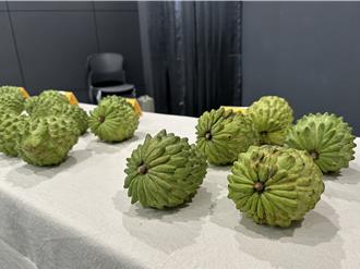 復銷大陸首批鳳梨釋迦有蟲 台東區農會：29位農民暫停認證