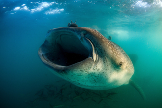 嚇到早產！5.6公尺「巨嘴怪魚」躺沙灘 身旁6條幼魚屍