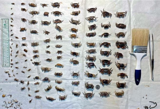 近日有导览员在阿塱壹古道入口处前的铺设水泥道路，发现大小不一陆蟹尸体，画面一出让网友惊呼：根本是陆蟹炼狱。（海神ＥＳＧ永续工作室提供／林和生屏东传真）