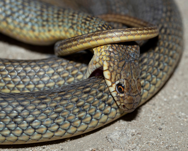 泰国一对夫妻日前在路边看见一条死掉的毒蛇，牠用嘴巴紧咬自己，牙齿插入体内，死状离奇。(示意图/达志影像)