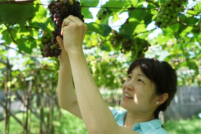 台灣威石東酒莊以台灣葡萄釀造出台灣葡萄酒。（弗勒莉酒窖提供）