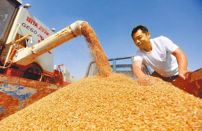 大陆国务院近日提出18条措施，要打通内外贸一体化的阻碍，助力企业在国内国际2个市场顺畅切换。图为山东农民正将收穫的小麦装车。（新华社）