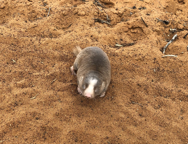 南非特有物种「德温顿金鼹鼠」消失87年，曾一度被认为已灭绝，近日科学家发现牠们的踪迹。(示意图/达志影像)