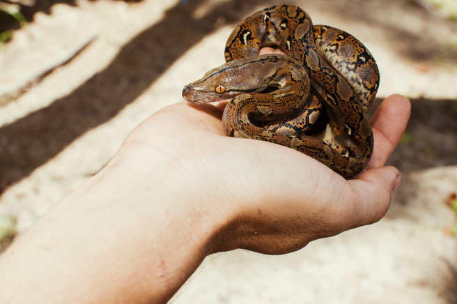 爬行动物学家近日野放20条地毯蟒，未料其中一条竟缩成球，让他惊呼第一次见到。(示意图/达志影像)