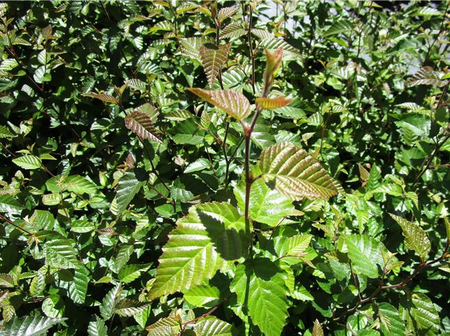 林業署南投分署從陡坡或崩崖採集阿里山千金榆種子育苗，目前在仁愛鄉霧社苗圃播種育苗有成。（林業署南投分署提供／楊靜茹南投傳真）