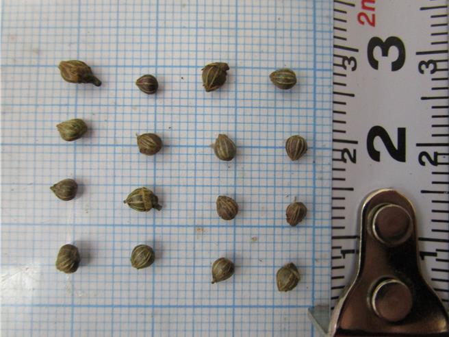 阿里山千金榆的種子空粒比例高，水選後將種子陰乾，再進行播種育苗。（林業署南投分署提供／楊靜茹南投傳真）