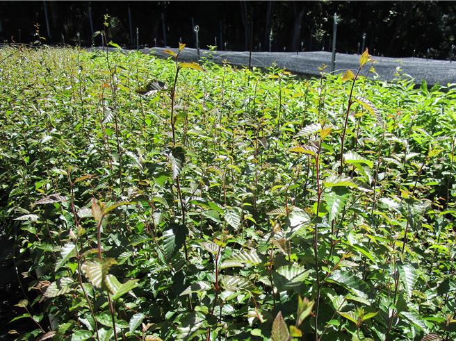 阿里山千金榆的木材堅韌，可供建築使用或製造器具，還是原民栽種椴木香菇與木耳慣用木材。（林業署南投分署提供／楊靜茹南投傳真）