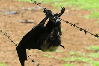 蝙蝠受困铁丝网 专家一看「倒鉤刺进生殖器」 超惨救援