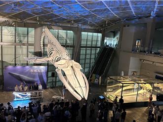 台灣首隻擱淺藍鯨震撼重現！ 下潛式遨遊屏東海生館