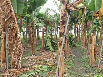 偷蕉賊出沒！冬蕉價格高被覬覦 屏東至少4鄉鎮被竊