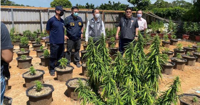 台湾陷入「大麻」烦，查缉量逐年上升，去年桃园地检署更破获史上规模最大的大麻植栽场，查扣大麻4,218株。（图／报系资料照）