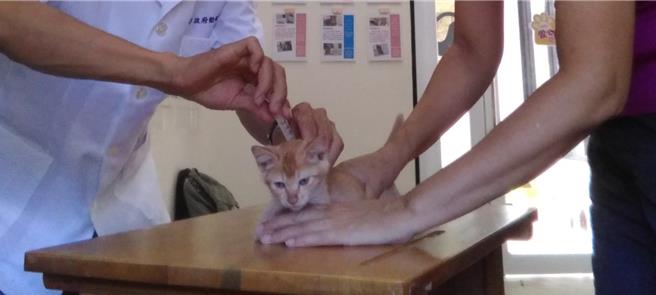 每年定期疫苗注射可提升毛寶貝對抗疾病能力並持續維持動物健康。（新北市動保處提供）