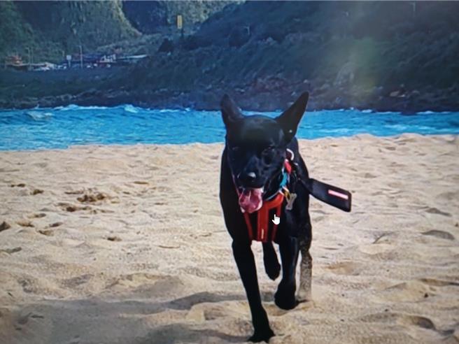 帶寵物到戶外活動，有助維持動物整體的健康狀態。（新北市動保處提供）