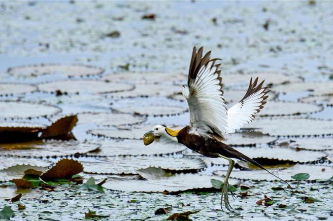 水雉。图／林业保育署提供