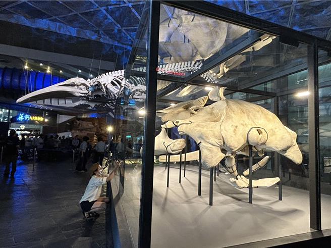 全台首座蓝鲸骨骼标本展「巨鲸之路」15日在屏东海生馆正式登场，3年前搁浅在台东、台湾有纪录以来首次发现的蓝鲸，歷经3年修復后，以下潜式身姿重现在10公尺高的大厅上方，震撼人心。（谢佳潾摄）