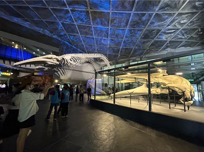 全台首座蓝鲸骨骼标本展「巨鲸之路」15日在屏东海生馆正式登场，3年前搁浅在台东、台湾有纪录以来首次发现的蓝鲸，歷经3年修復后，以下潜式身姿重现在10公尺高的大厅上方，震撼人心。（谢佳潾摄）